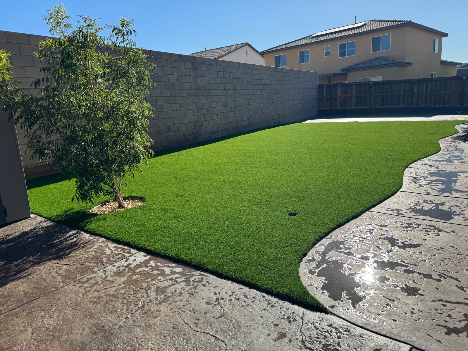 Backyard turf with a curved edge against stamped concrete and a tree well