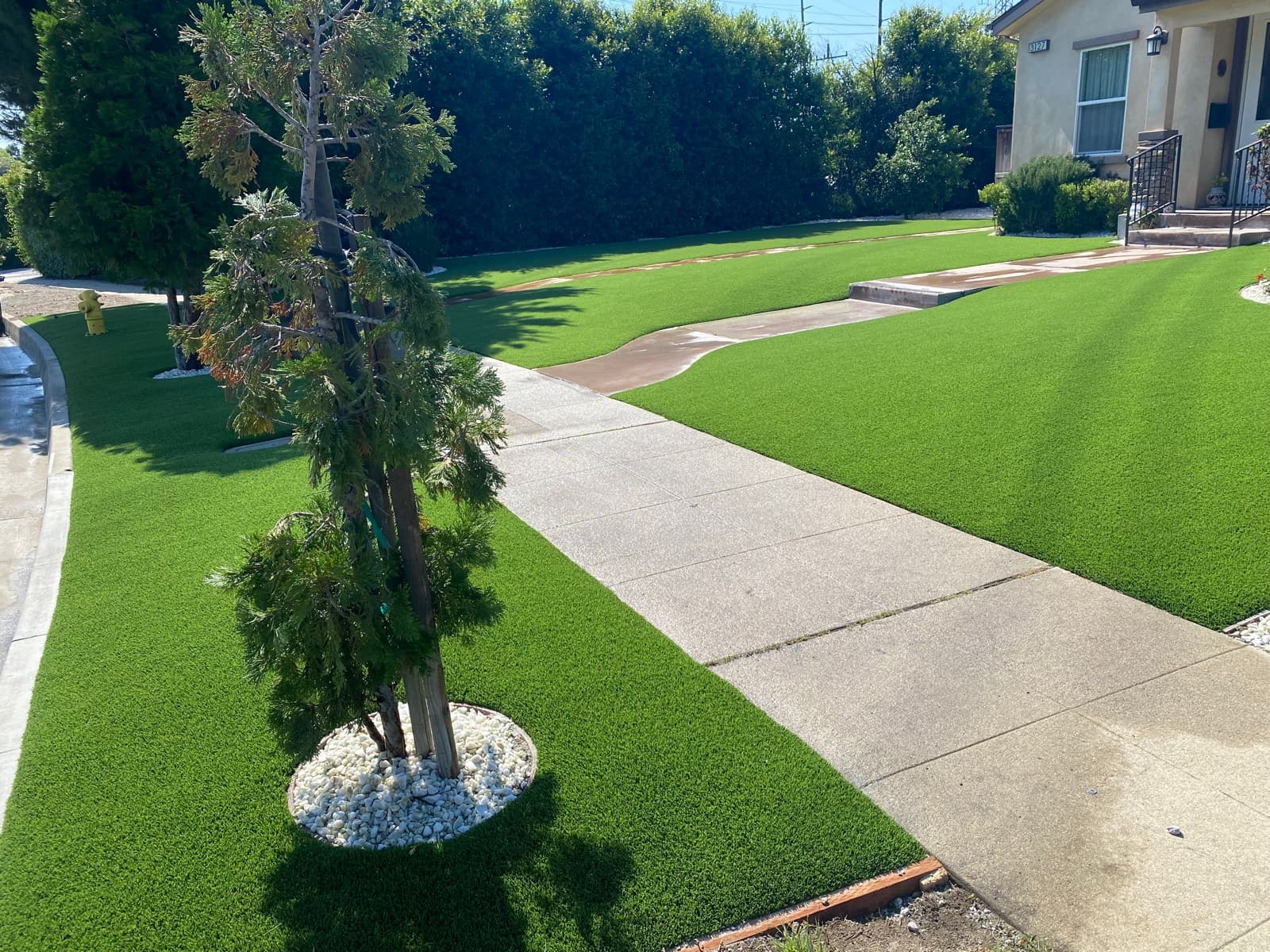 Front-yard turf split by a sidewalk, with a circular stone tree well