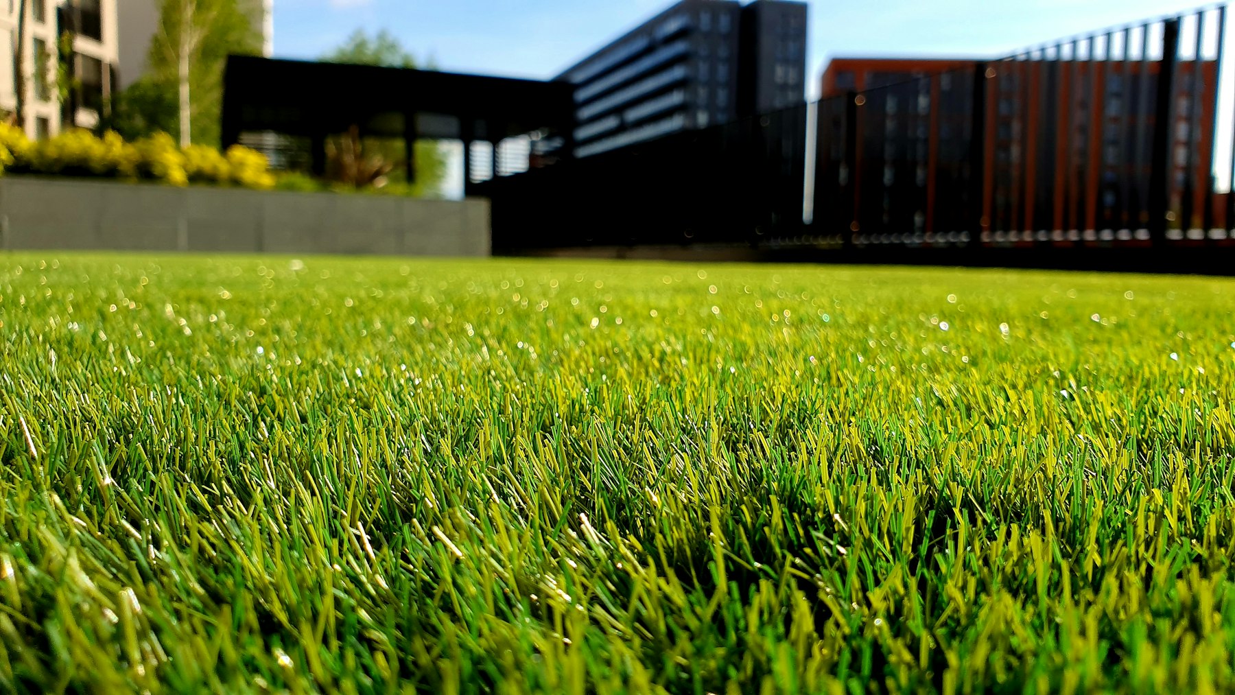Close-up of dense green turf blades